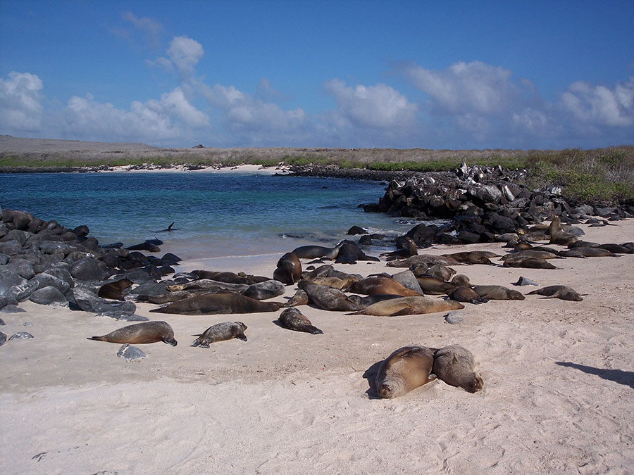 Isla Galapagos
