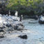 Isabela Island penguins