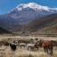 alpacas en Chimborazo