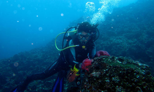 Gordon Rock Diving