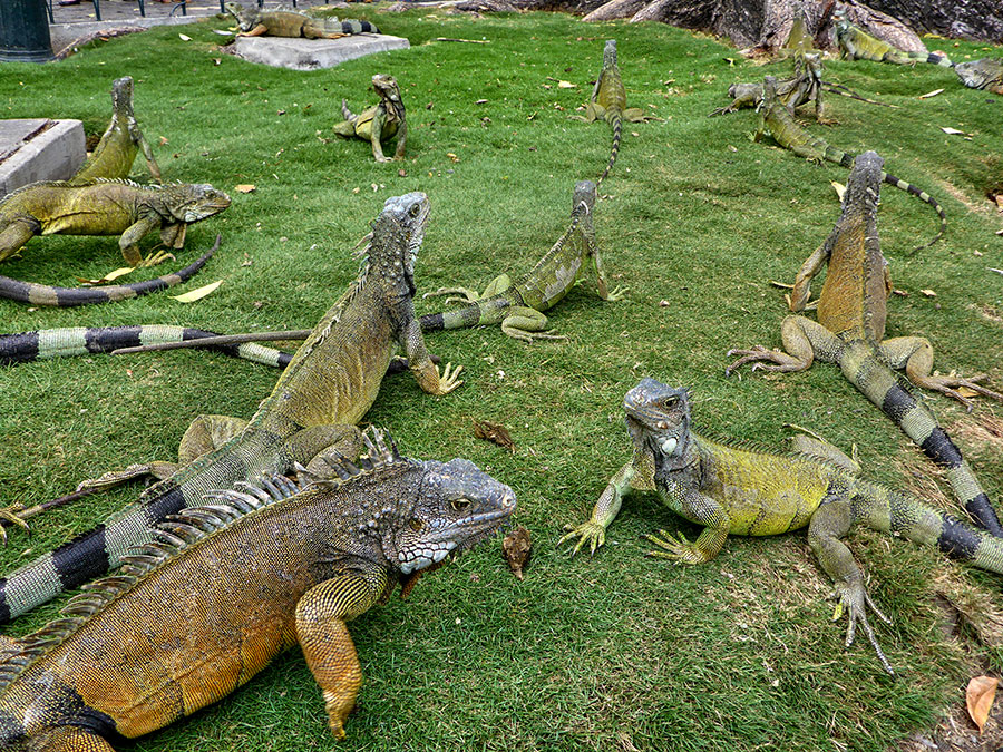 Parque las Iguanas Guayaquil