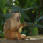 Monos en la selva amazonica